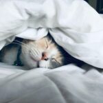 cat sleeping under duvet